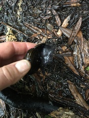 Powelliphanta traversi