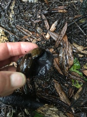 Powelliphanta traversi