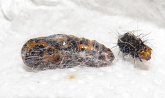 Amphicallia bellatrix