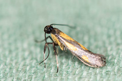 Euspilapteryx auroguttella