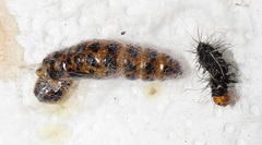 Amphicallia bellatrix