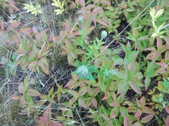 Lilium philadelphicum