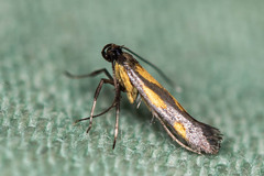 Euspilapteryx auroguttella