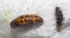 Amphicallia bellatrix