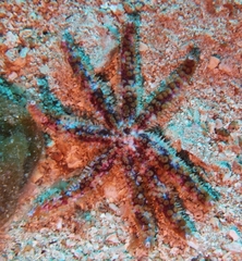 Coscinasterias