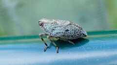 Issus coleoptratus