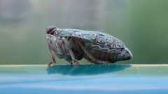 Issus coleoptratus