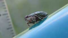 Issus coleoptratus