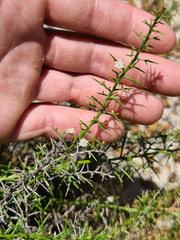 Corynotheca