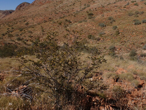 Image of Acacia maitlandii by (c) Nina Kerr, some rights reserved (CC BY)