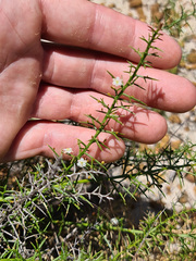 Corynotheca