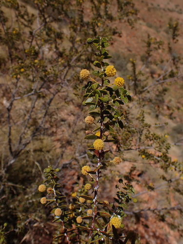 Image of Acacia maitlandii by (c) Nina Kerr, some rights reserved (CC BY)