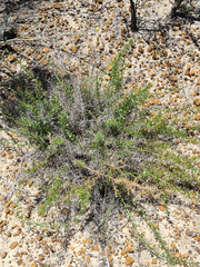 Corynotheca