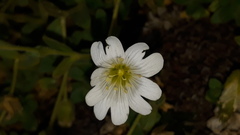Cerastium uniflorum