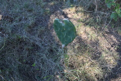 Opuntia megapotamica