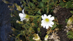 Cerastium uniflorum