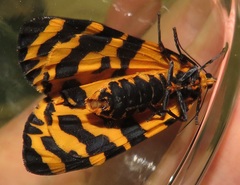 Amphicallia bellatrix