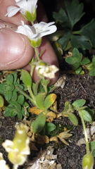 Cerastium uniflorum