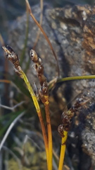 Carex rupestris