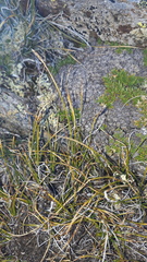 Carex rupestris