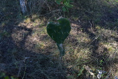 Opuntia megapotamica