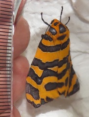 Amphicallia bellatrix