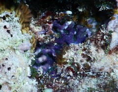 Distichopora violacea