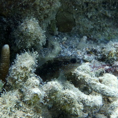 Asterropteryx semipunctata