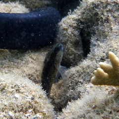 Asterropteryx semipunctata