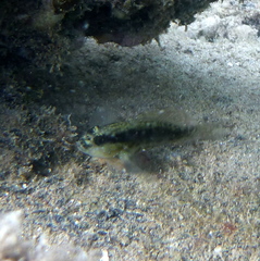 Asterropteryx semipunctata