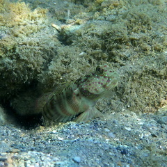 Cryptocentrus leptocephalus