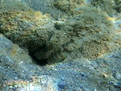 Cryptocentrus leptocephalus