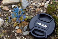 Meconopsis horridula