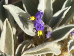 Solanum quadriloculatum