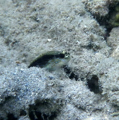 Asterropteryx semipunctata