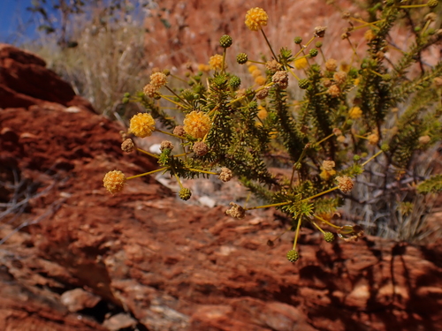 Image of Acacia spondylophylla by (c) Nina Kerr, some rights reserved (CC BY)