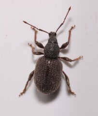 Otiorhynchus rugosostriatus