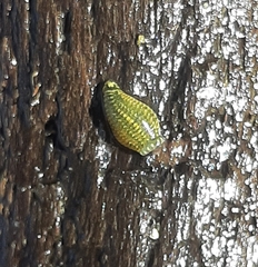 Hemiclepsis marginata