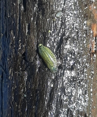 Hemiclepsis marginata