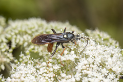 Amblyjoppa fuscipennis