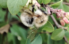 Bombus