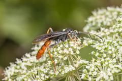 Amblyjoppa fuscipennis