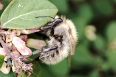Bombus