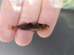 Etheostoma histrio