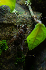 Loxoblemmus appendicularis