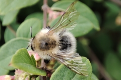 Bombus