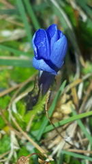 Gentiana bavarica subacaulis