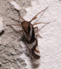 Delphax crassicornis