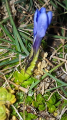 Gentiana bavarica subacaulis