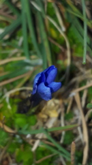 Gentiana bavarica subacaulis
